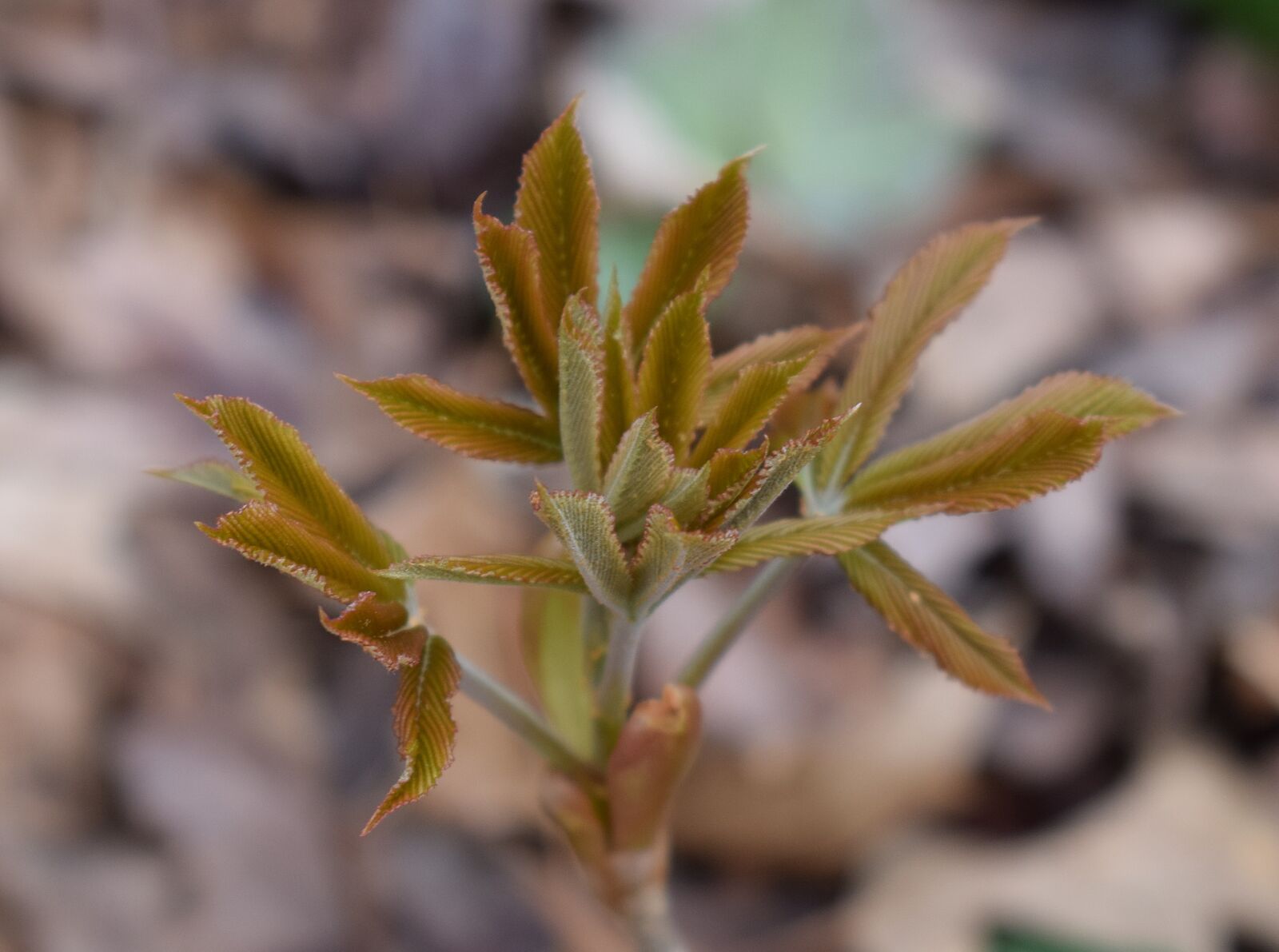 Nikon D3300 sample photo. Japanese chestnut leaves opening photography