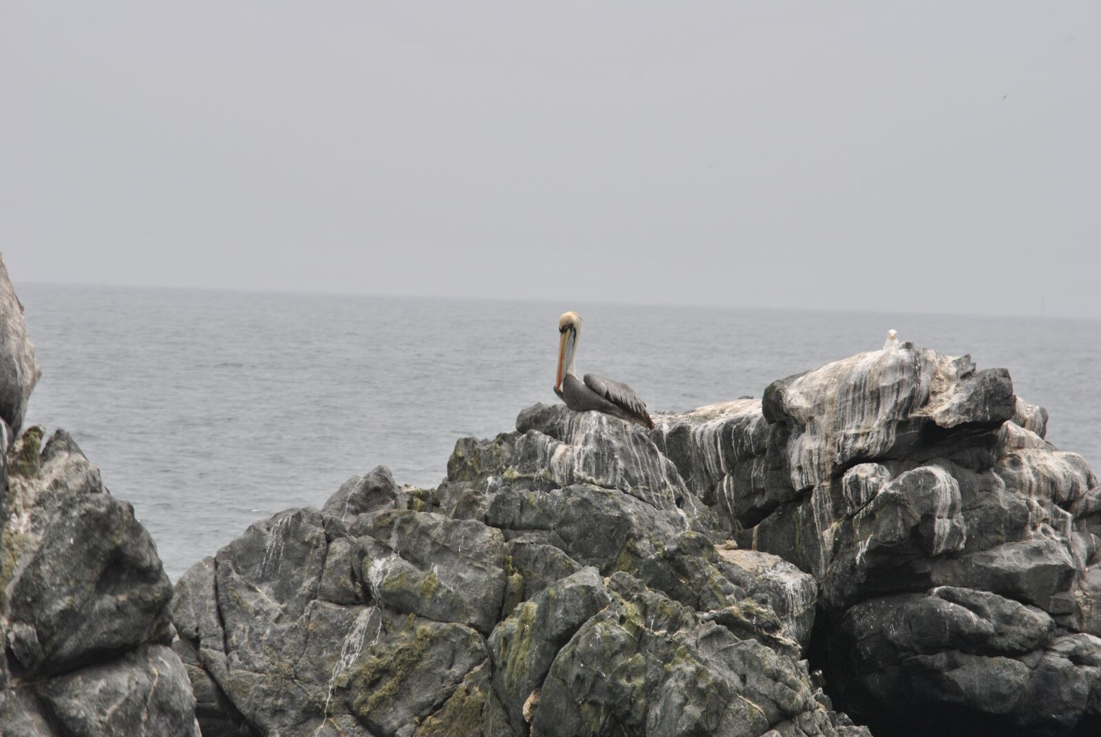 Nikon D3000 sample photo. Pelican, birds, sea photography