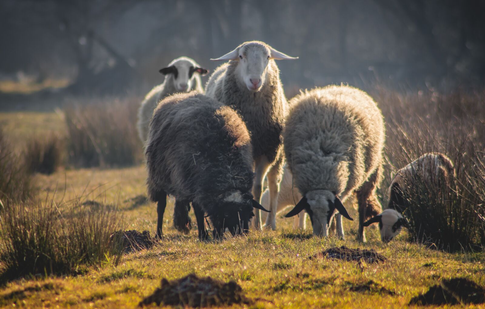 Canon EOS 700D (EOS Rebel T5i / EOS Kiss X7i) sample photo. Animal, sheep, nature photography