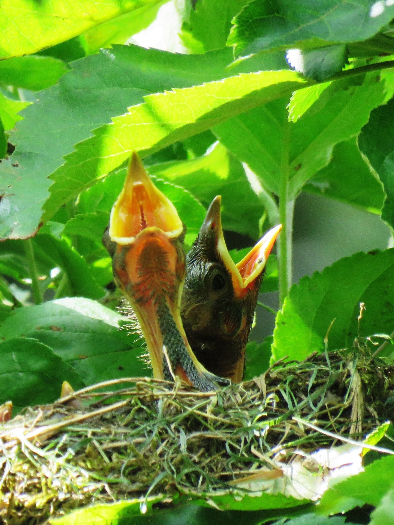 Canon PowerShot SX60 HS sample photo. Nest, blackbird, bird's nest photography