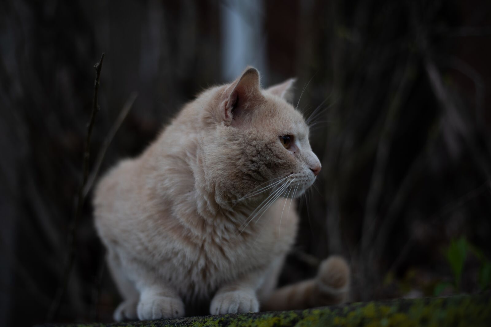 Nikon D810 sample photo. Cat, kitty, tabby photography