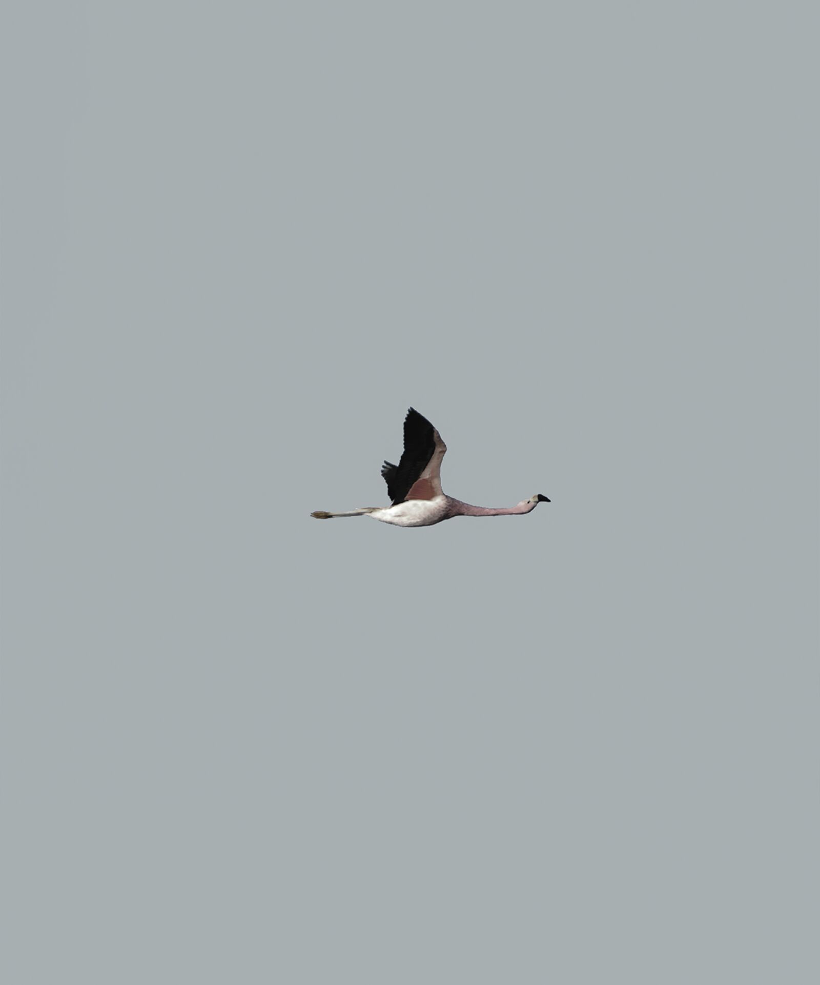 Nikon Coolpix P610 sample photo. Bird, sky, freedom photography