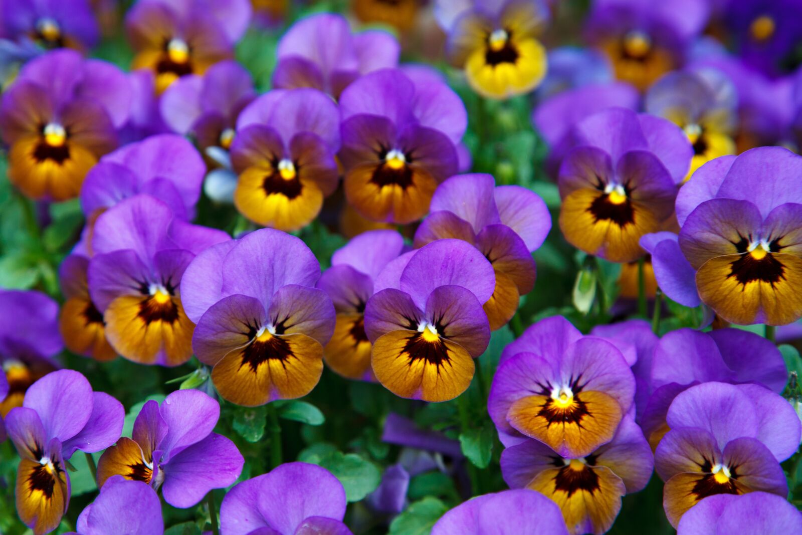 Canon EOS 5D Mark II sample photo. Background, bloom, blossom, colorful photography
