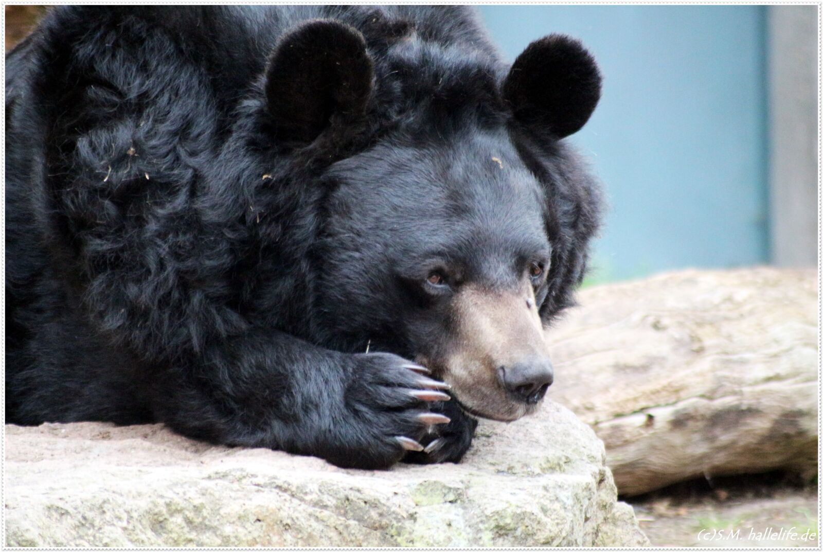 Canon EOS 700D (EOS Rebel T5i / EOS Kiss X7i) sample photo. Black bear, animal, zoo photography