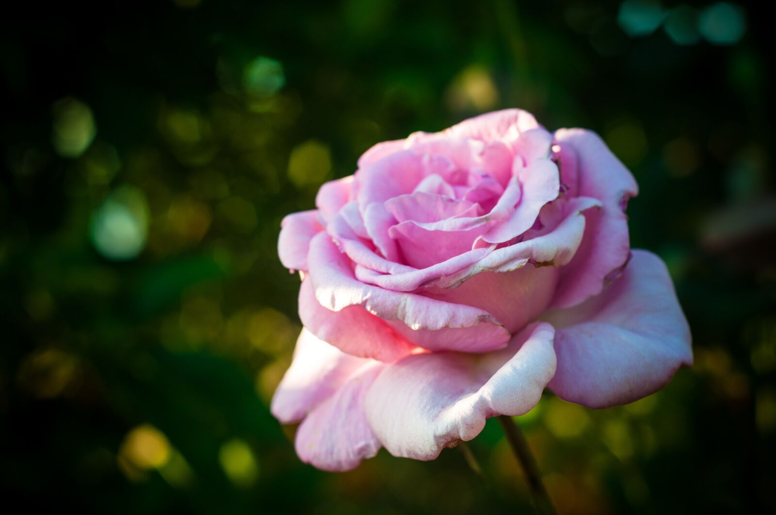 Nikon D5000 sample photo. Pink rose, plant, nature photography