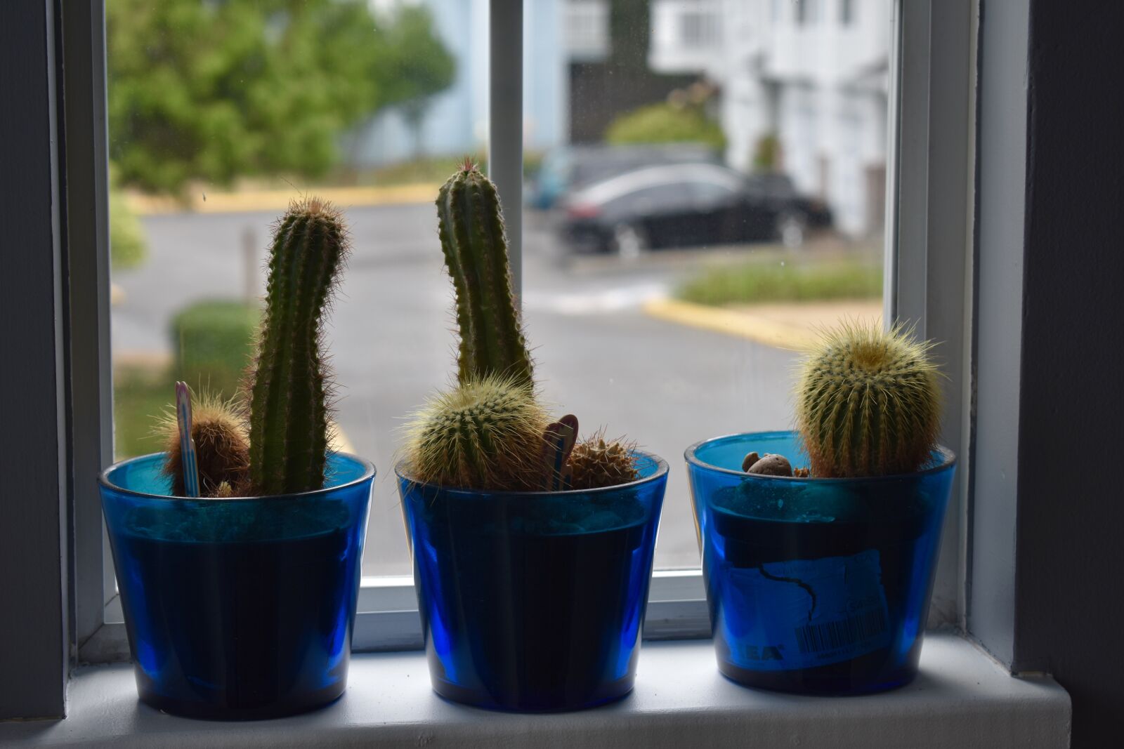 Nikon D3400 sample photo. Cactus, flowers, blue photography
