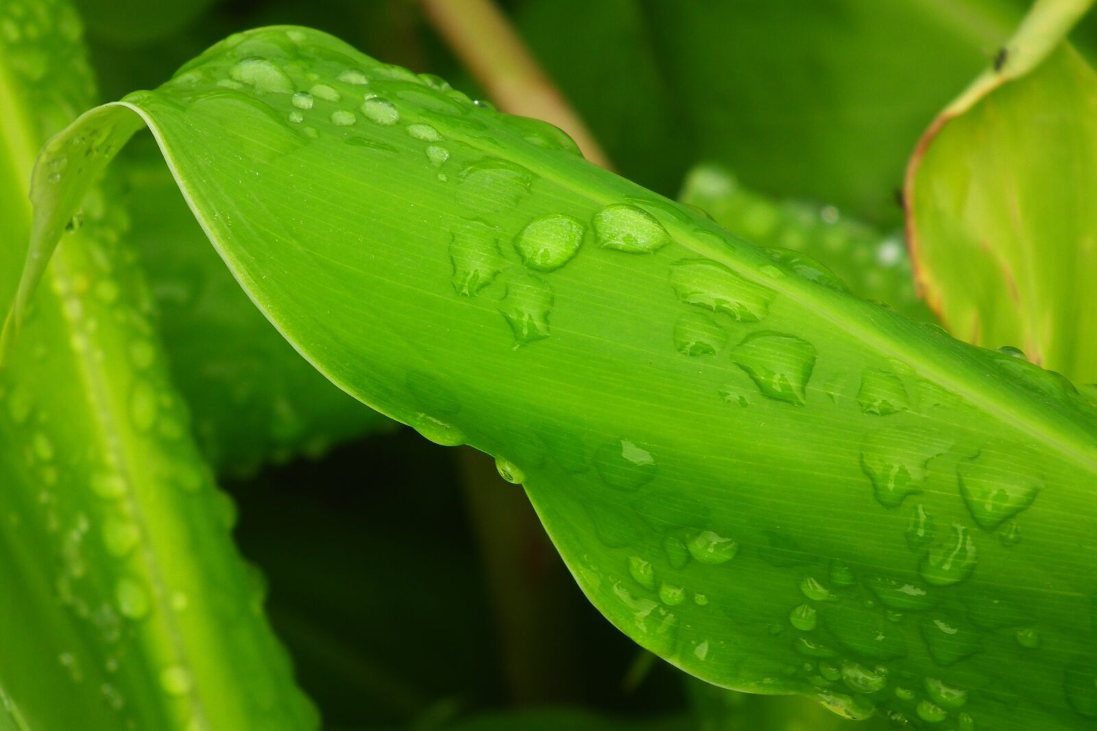 FujiFilm FinePix HS10 (FinePix HS11) sample photo. Drops, vegetation, plant photography