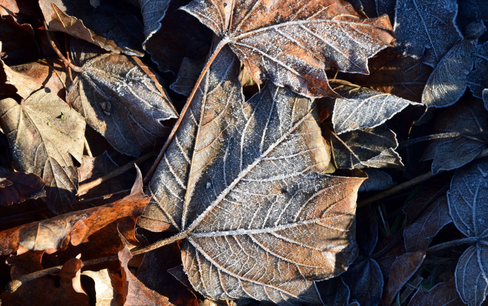 Nikon D3300 sample photo. Leaves, autumn, fall foliage photography