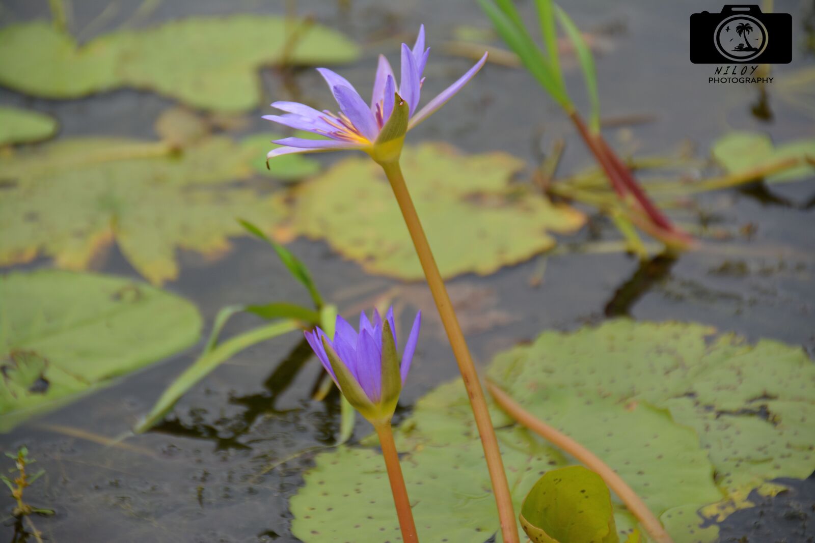 Nikon D5200 sample photo. Natural, lotus, nature photography