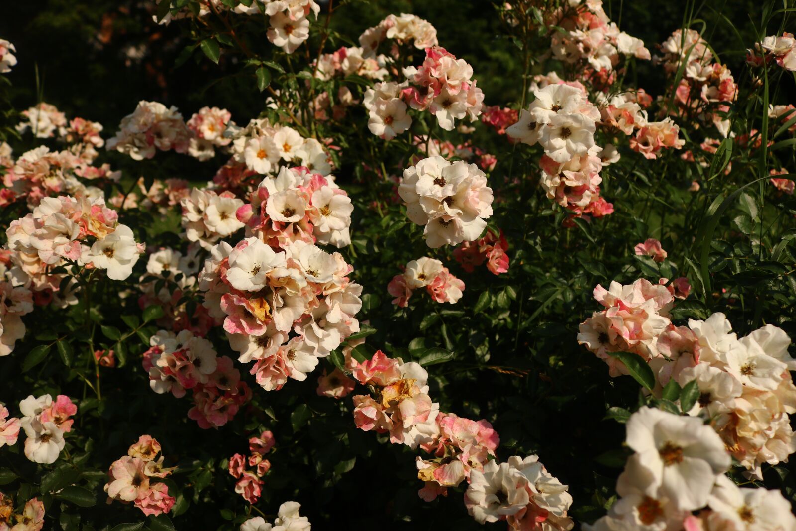 Canon EOS 750D (EOS Rebel T6i / EOS Kiss X8i) sample photo. Flowers, white, nature photography