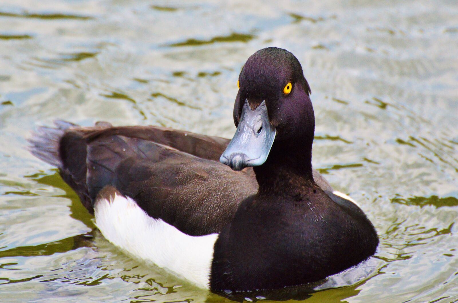 Nikon D3200 sample photo. Duck, water bird, row photography