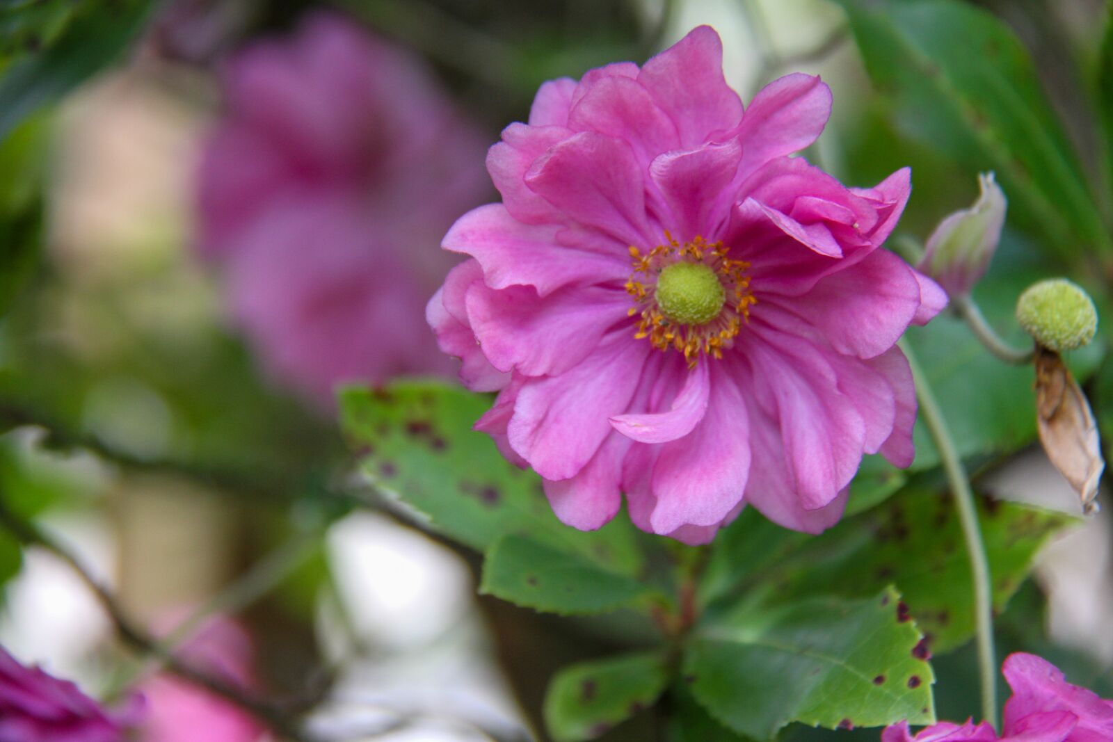Canon EOS 7D + Canon EF-S 18-200mm F3.5-5.6 IS sample photo. Anemone, pink, flower photography