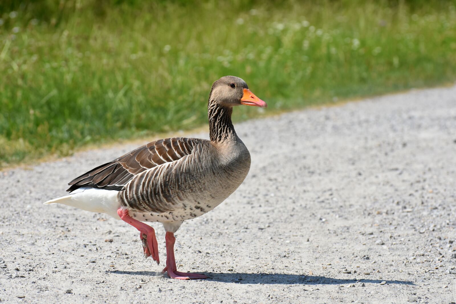 Nikon D7200 sample photo. Goose, wild bird, wild photography