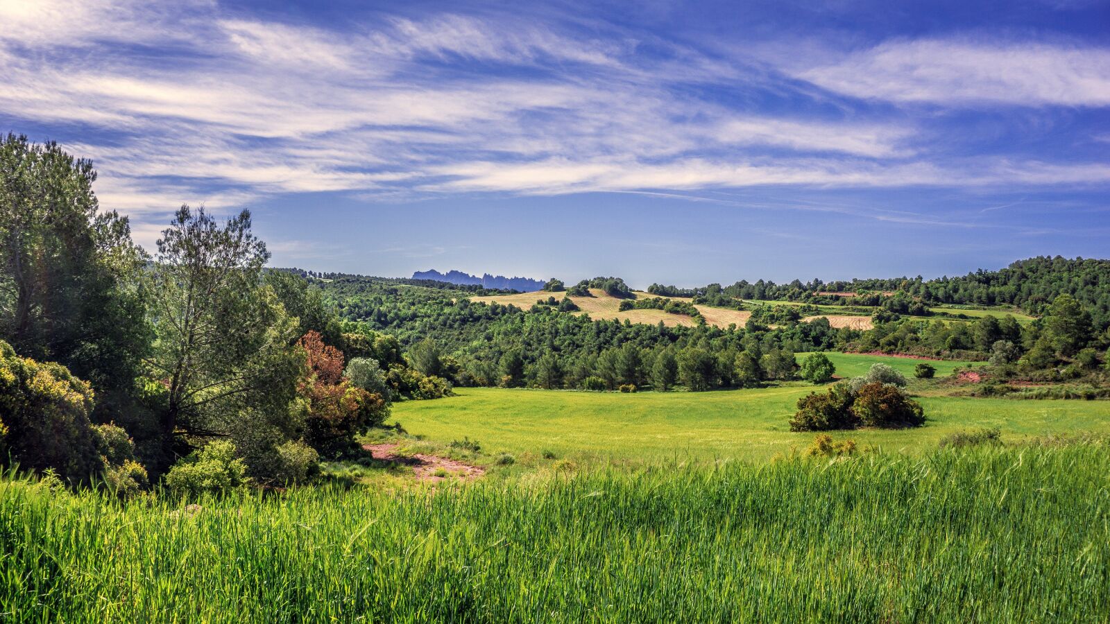 Sony a6000 sample photo. Rural landscape, field of photography