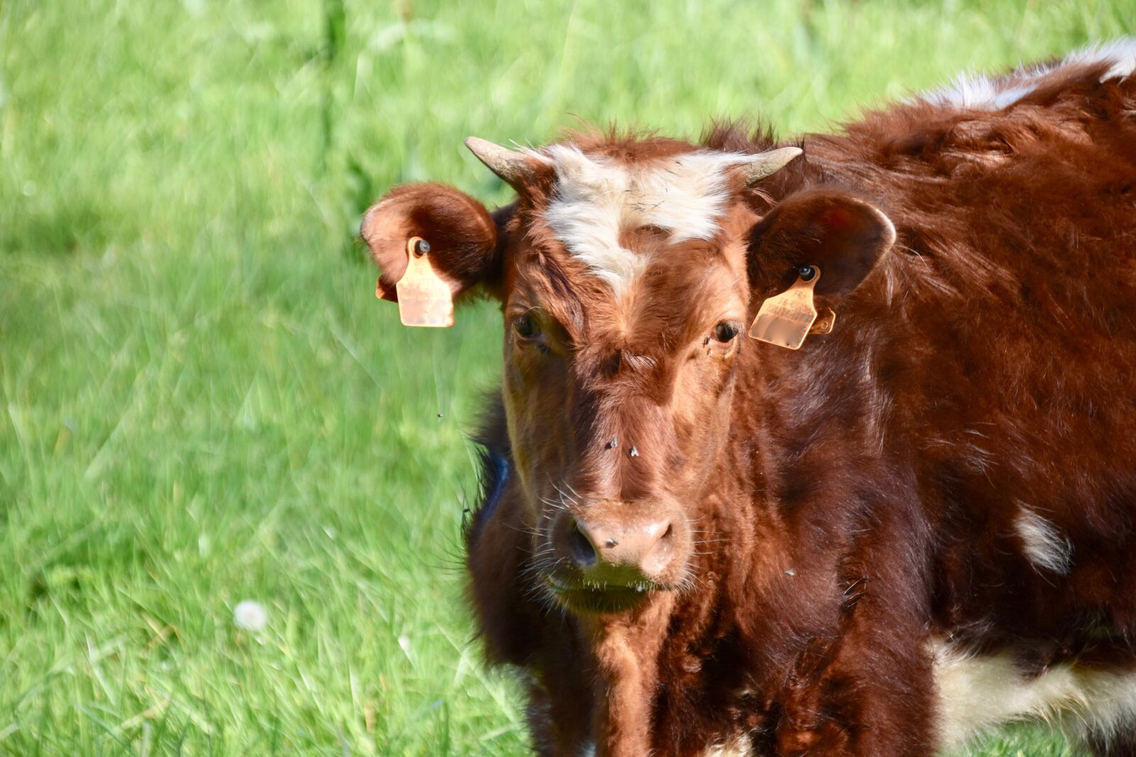 Nikon D5600 sample photo. Cow, cowhide, cattle photography