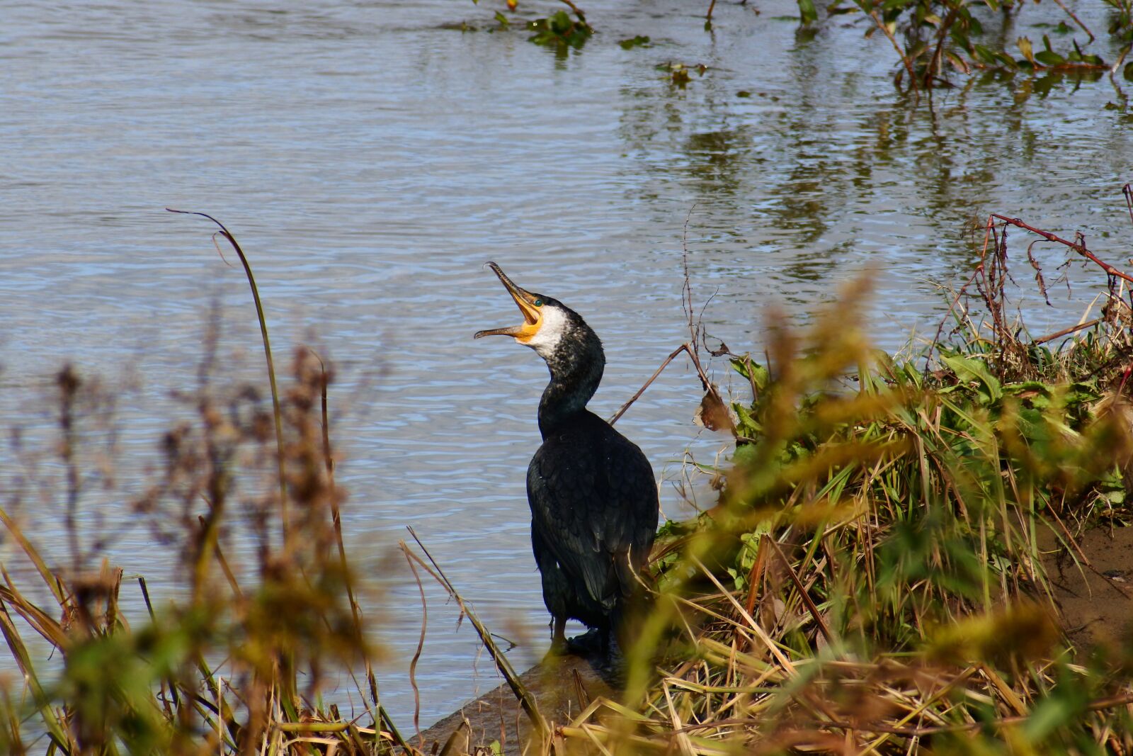 VR 70-300mm f/4.5-6.3G sample photo. Animal, river, waterside photography