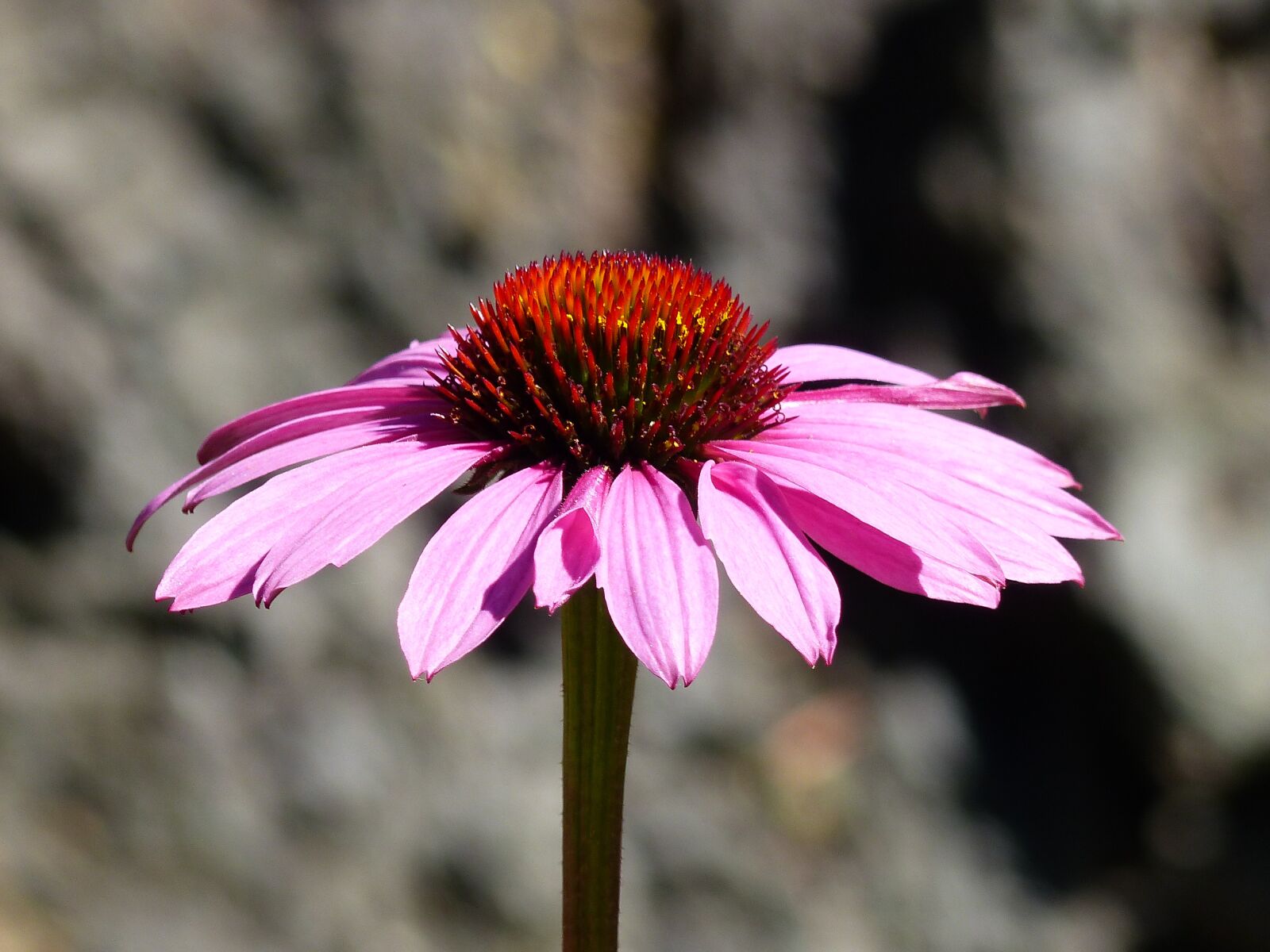 Panasonic Lumix DMC-FZ200 sample photo. Cone flower, echinacea, pink photography
