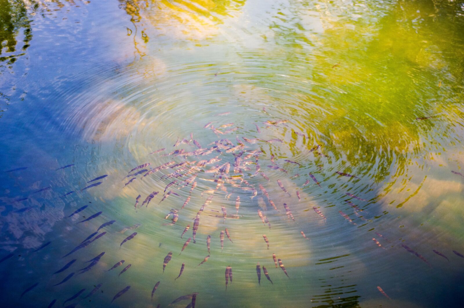 smc PENTAX-DA L 18-55mm F3.5-5.6 sample photo. Abstract, nature, water photography