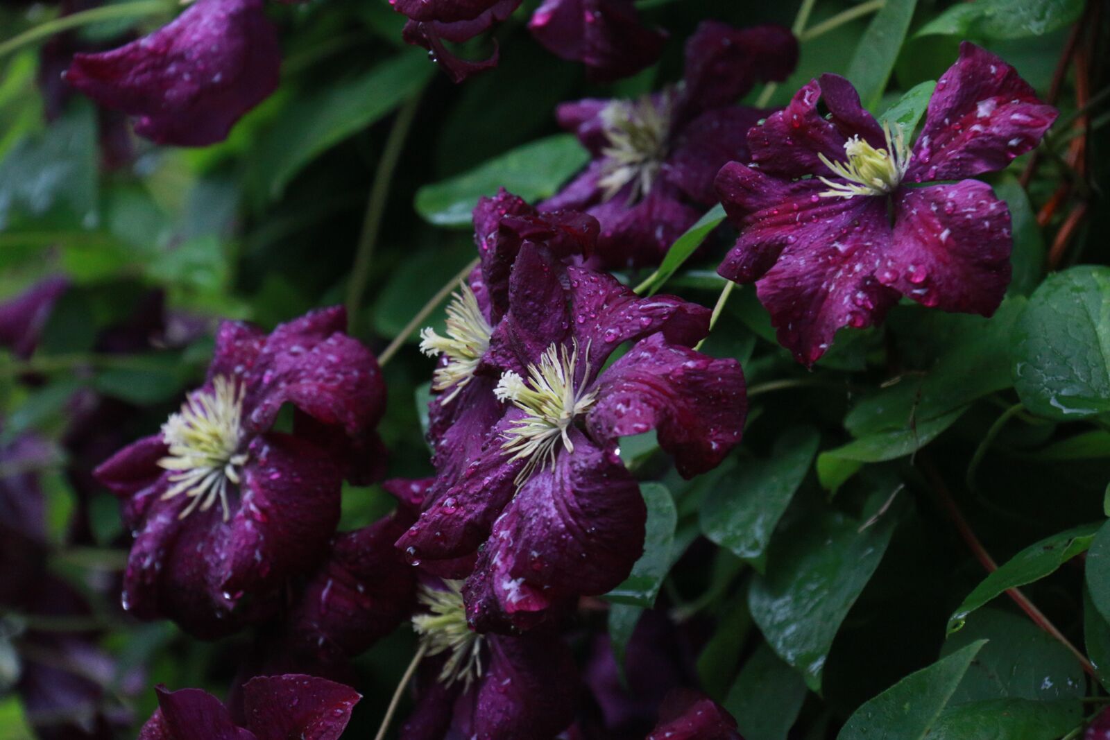 Canon EF-S 18-200mm F3.5-5.6 IS sample photo. Clematis, flower, violet photography