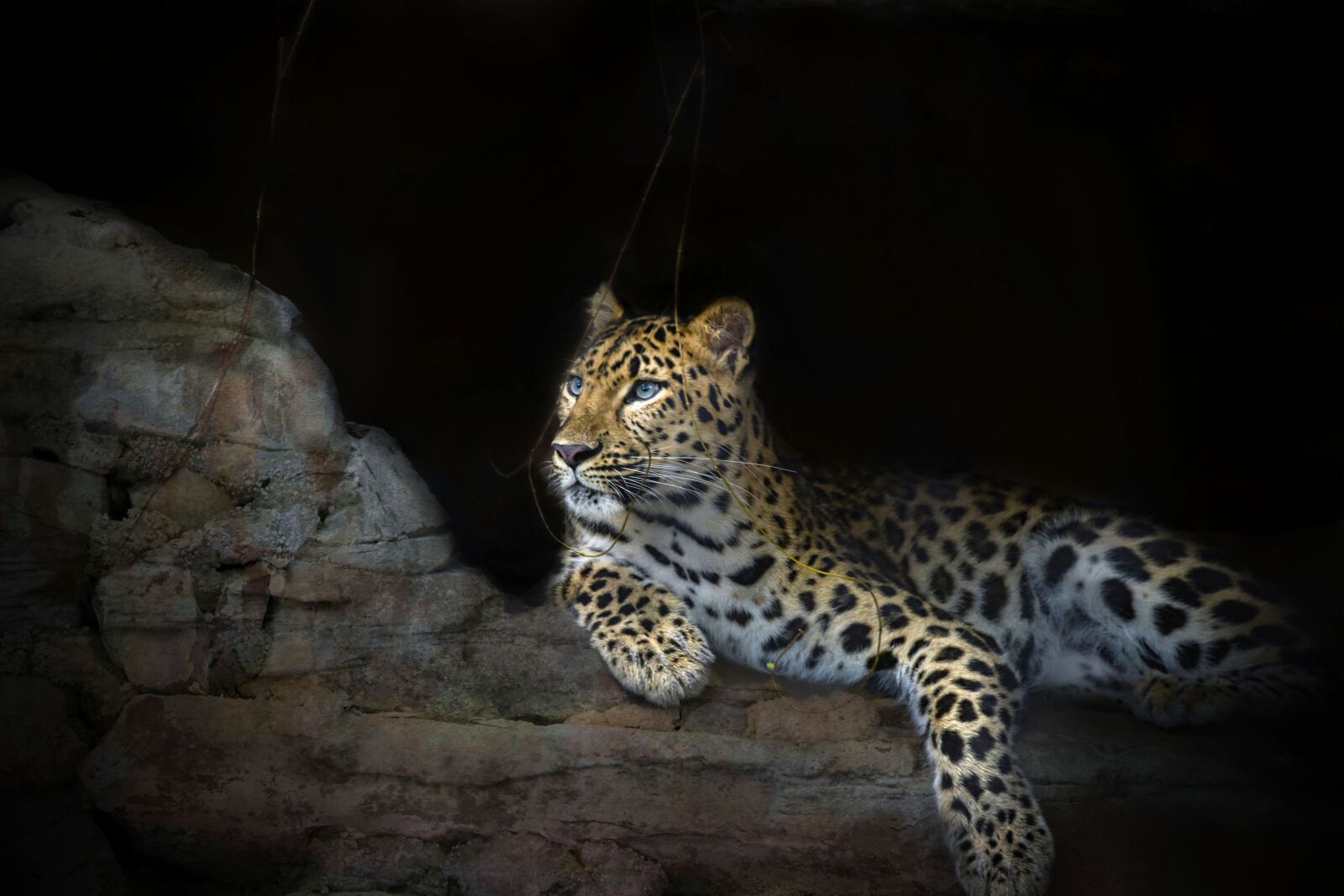 Nikon D810 sample photo. "Africa, leopard, jaguar" photography