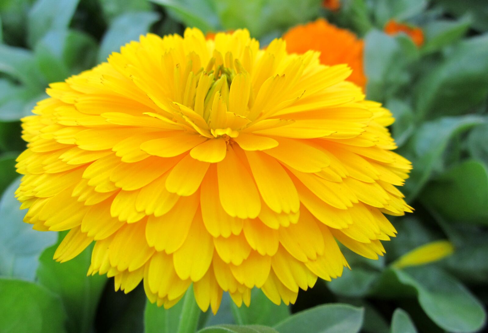 Canon PowerShot A2200 sample photo. Yellow flower, beautiful, yellow photography