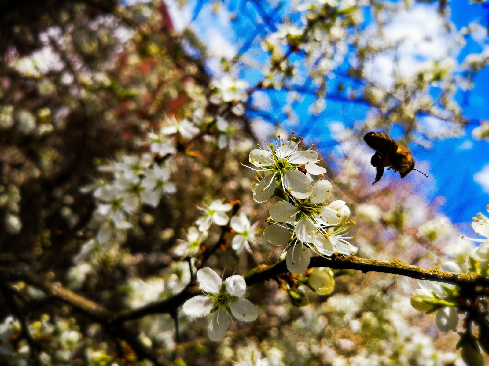 HUAWEI STK-LX1 sample photo. Photoshop, nature, photography photography