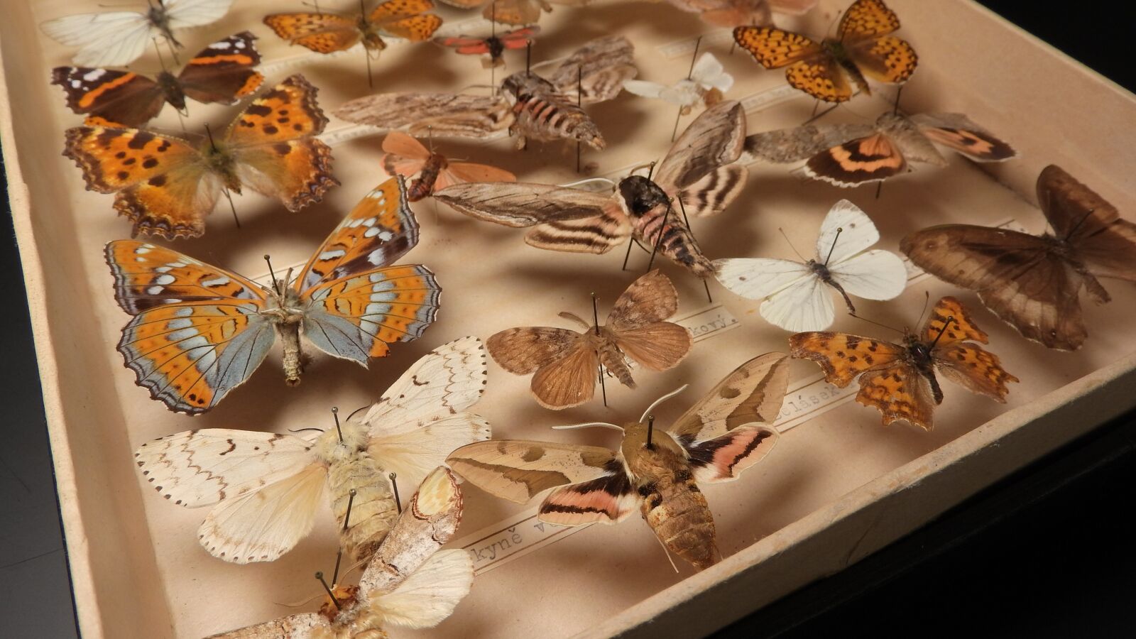 Nikon Coolpix P610 sample photo. A collection of butterflies photography