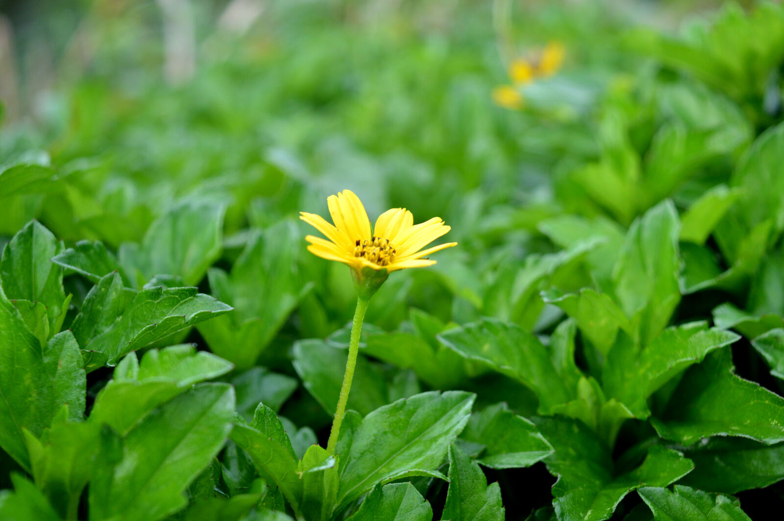 Nikon D3200 sample photo. Beautiful, flowers, green, yellow photography