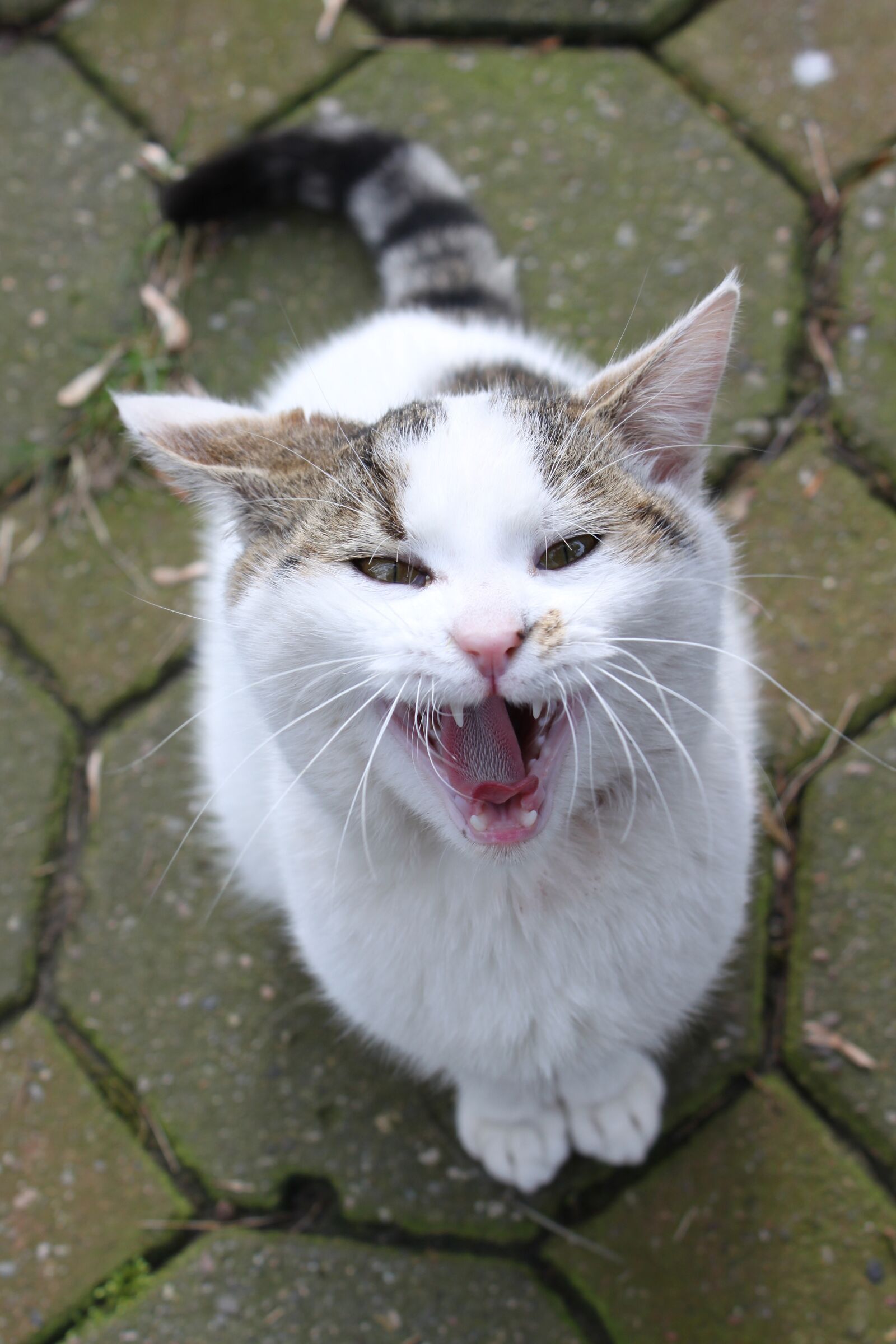 Canon EOS 500D (EOS Rebel T1i / EOS Kiss X3) sample photo. Cat, house, pet photography