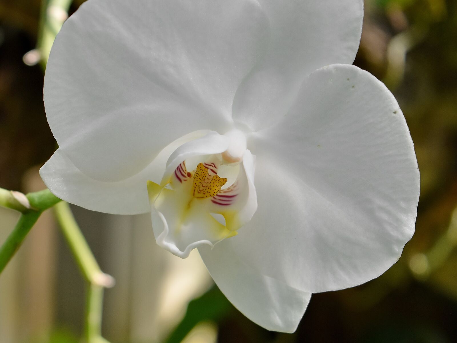 Nikon D5500 sample photo. Botanic, flower garden, orchid photography