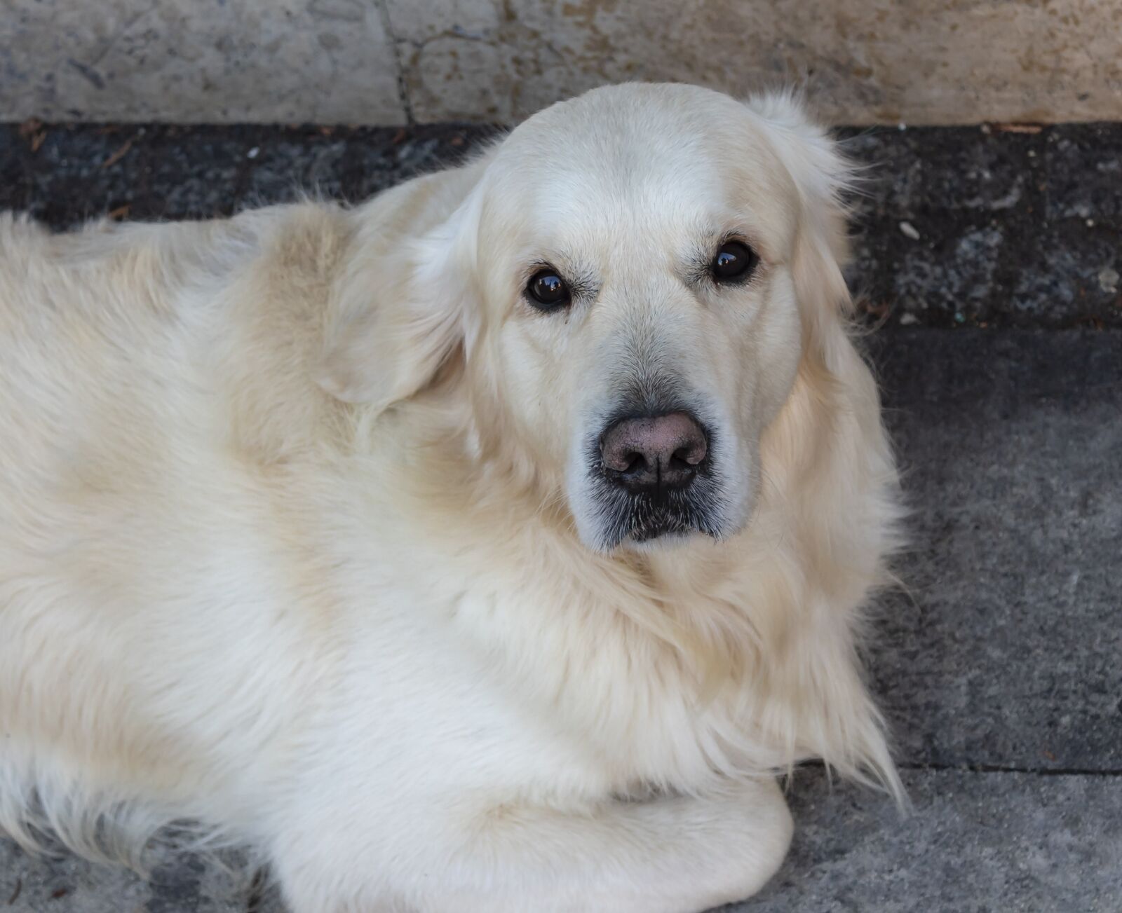 Canon EOS 1300D (EOS Rebel T6 / EOS Kiss X80) sample photo. Dog, eb, golden retriever photography