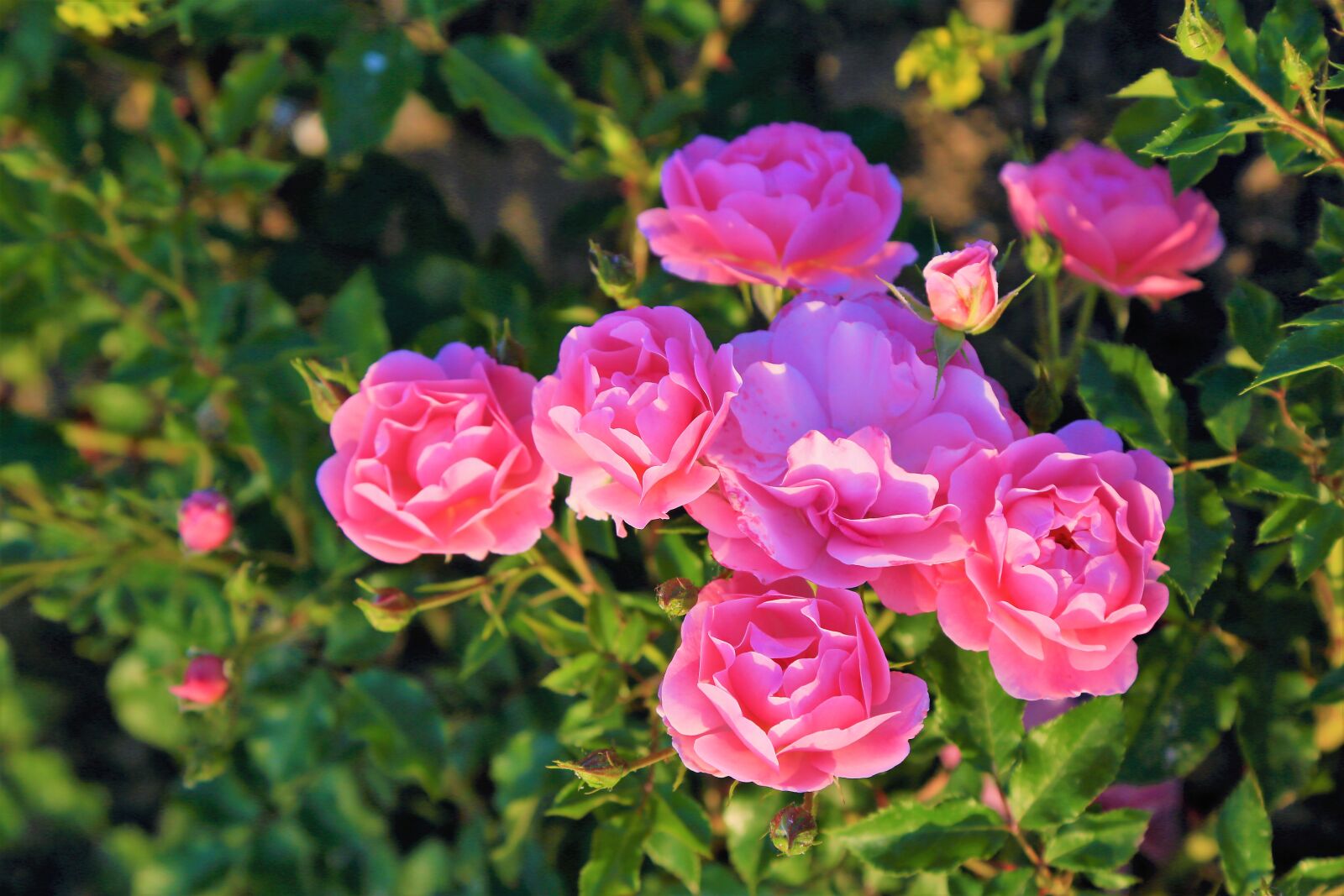 Canon EF 24-105mm F4L IS USM sample photo. Rose, nature, spring photography