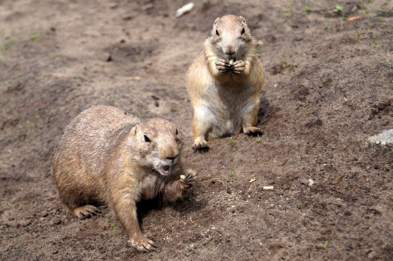 Sony DT 18-55mm F3.5-5.6 SAM II sample photo. Prairie dogs, rodents, animals photography