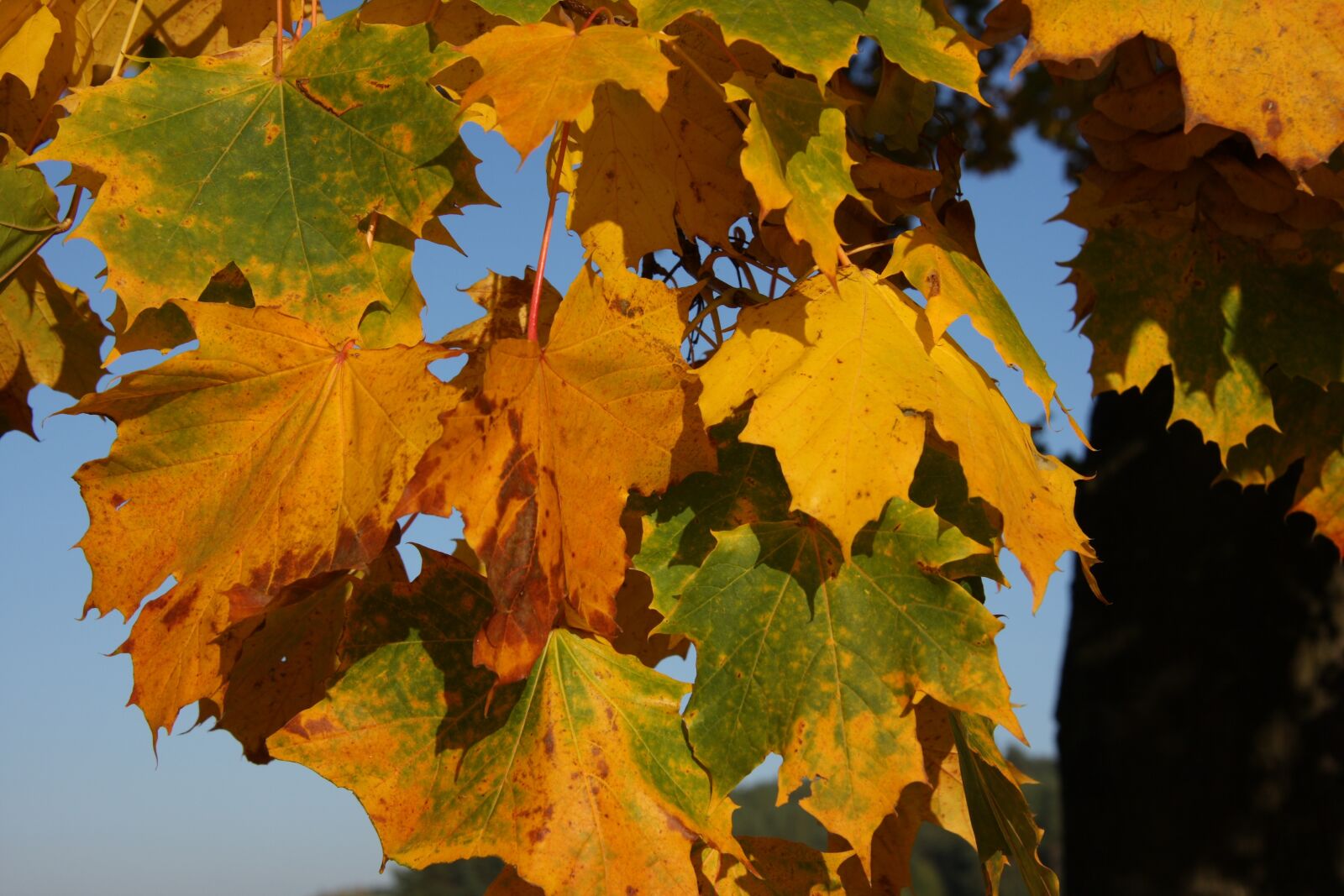 Canon EOS 40D sample photo. Autumn, leaves, tree photography