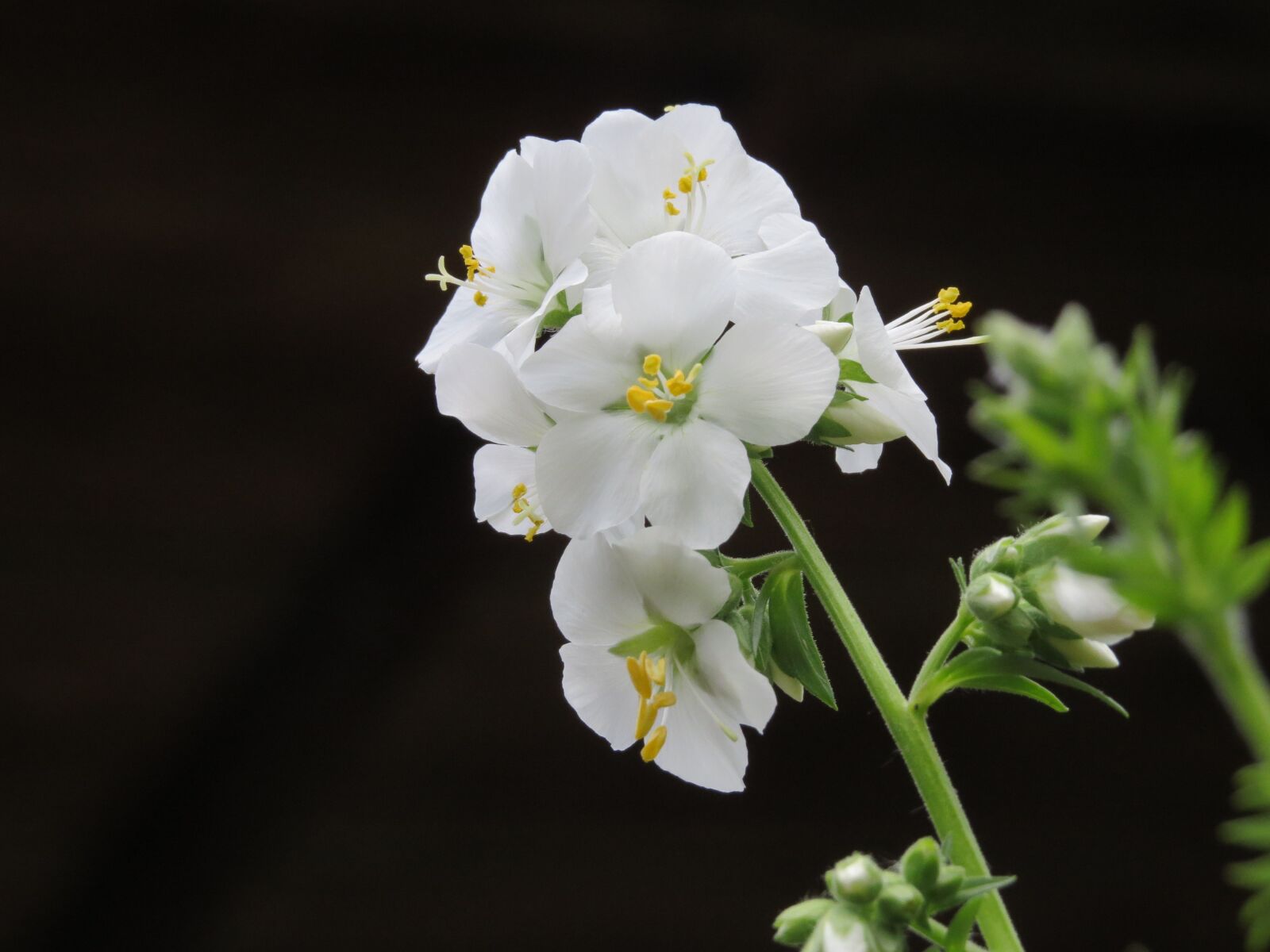 Canon PowerShot SX50 HS sample photo. Jacob's ladder, polemonium caeruleum photography