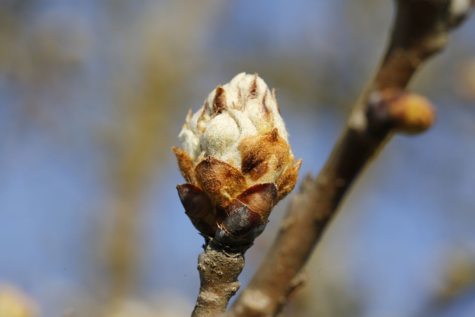 Canon EF 100mm F2.8L Macro IS USM sample photo. Spring, plant, engine photography
