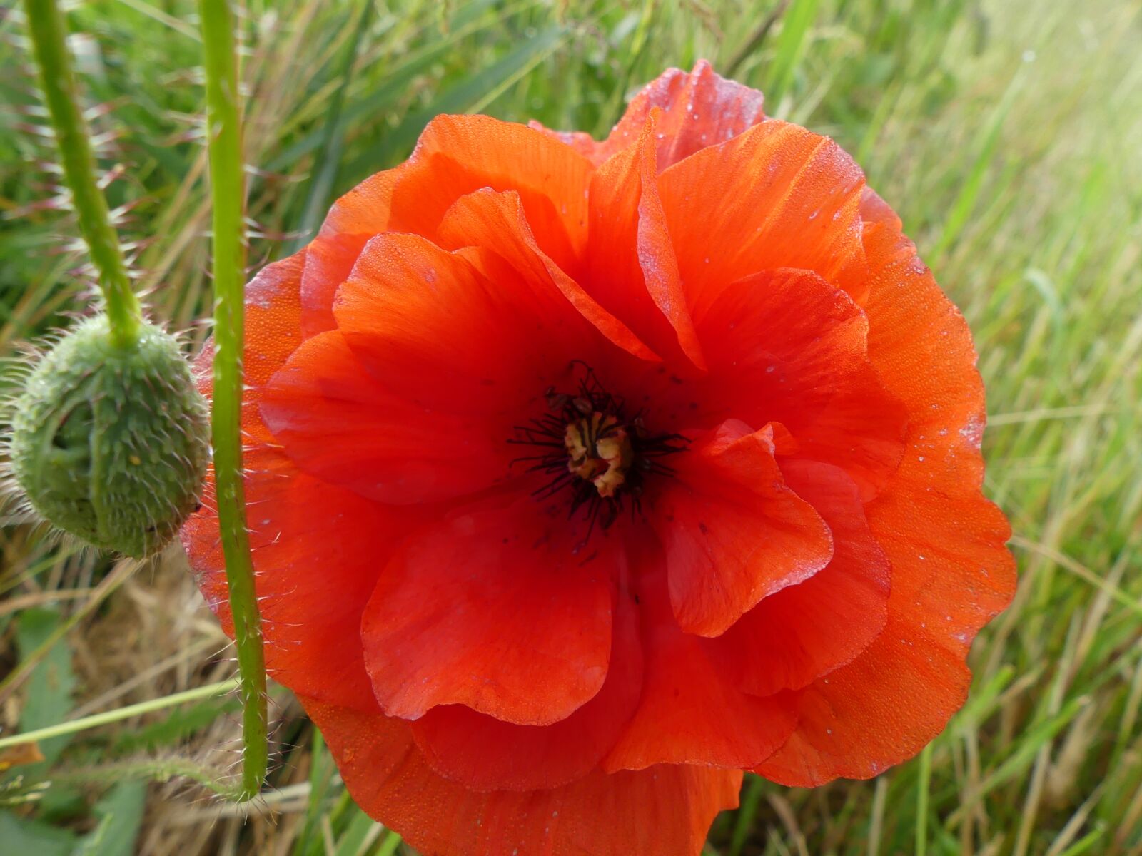 Panasonic Lumix DMC-FZ300 sample photo. Plant, flowers, poppy photography