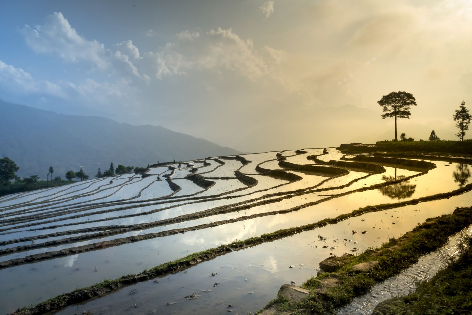 Sony a6500 + Sony Vario-Tessar T* E 16-70mm F4 ZA OSS sample photo. Rice field, nature, landscape photography