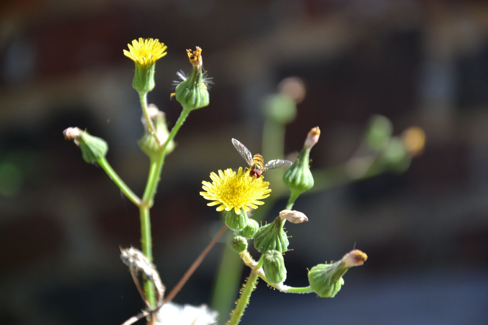 Nikon D3100 sample photo. Bug, dandelion, yellow photography