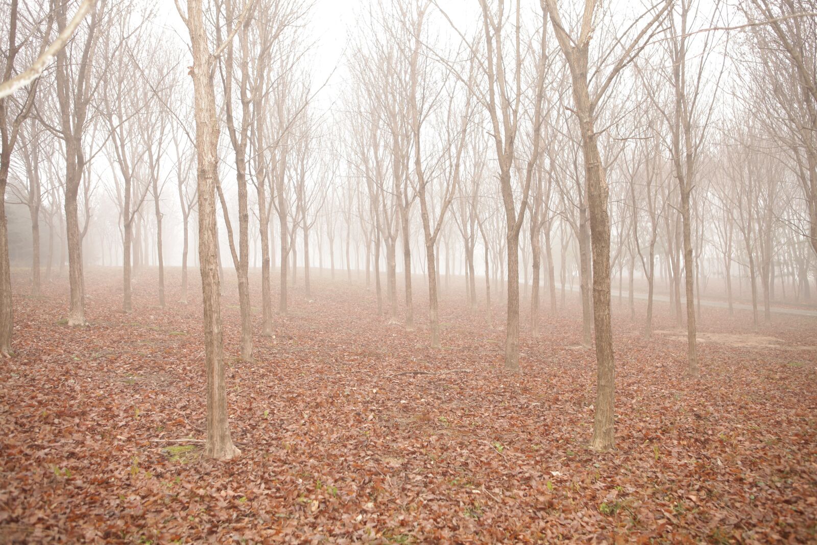 Canon EOS 5D Mark II sample photo. Wood, nature, forest photography