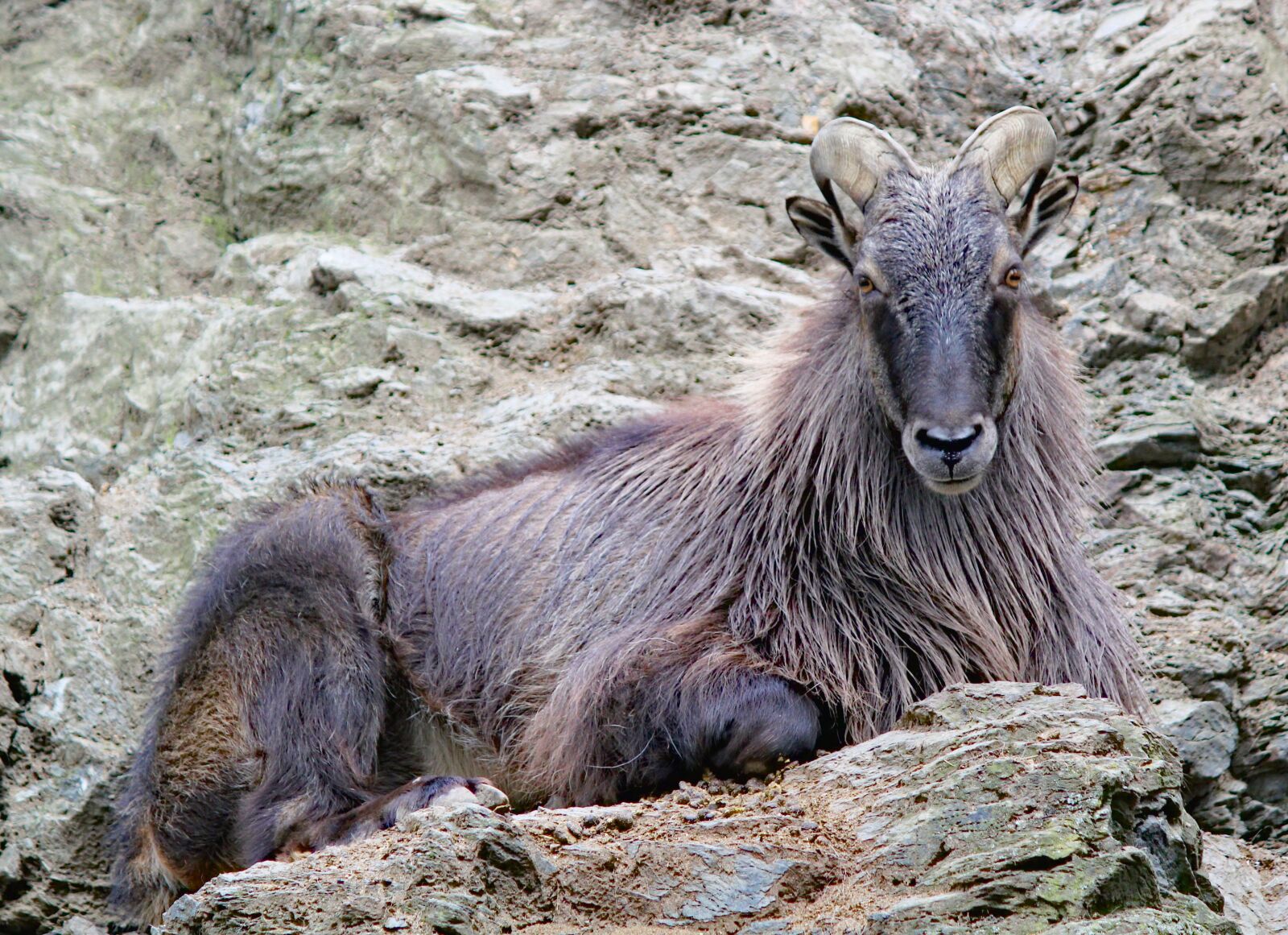 Canon EOS 550D (EOS Rebel T2i / EOS Kiss X4) sample photo. Tahr, himalayan, artiodactyl photography