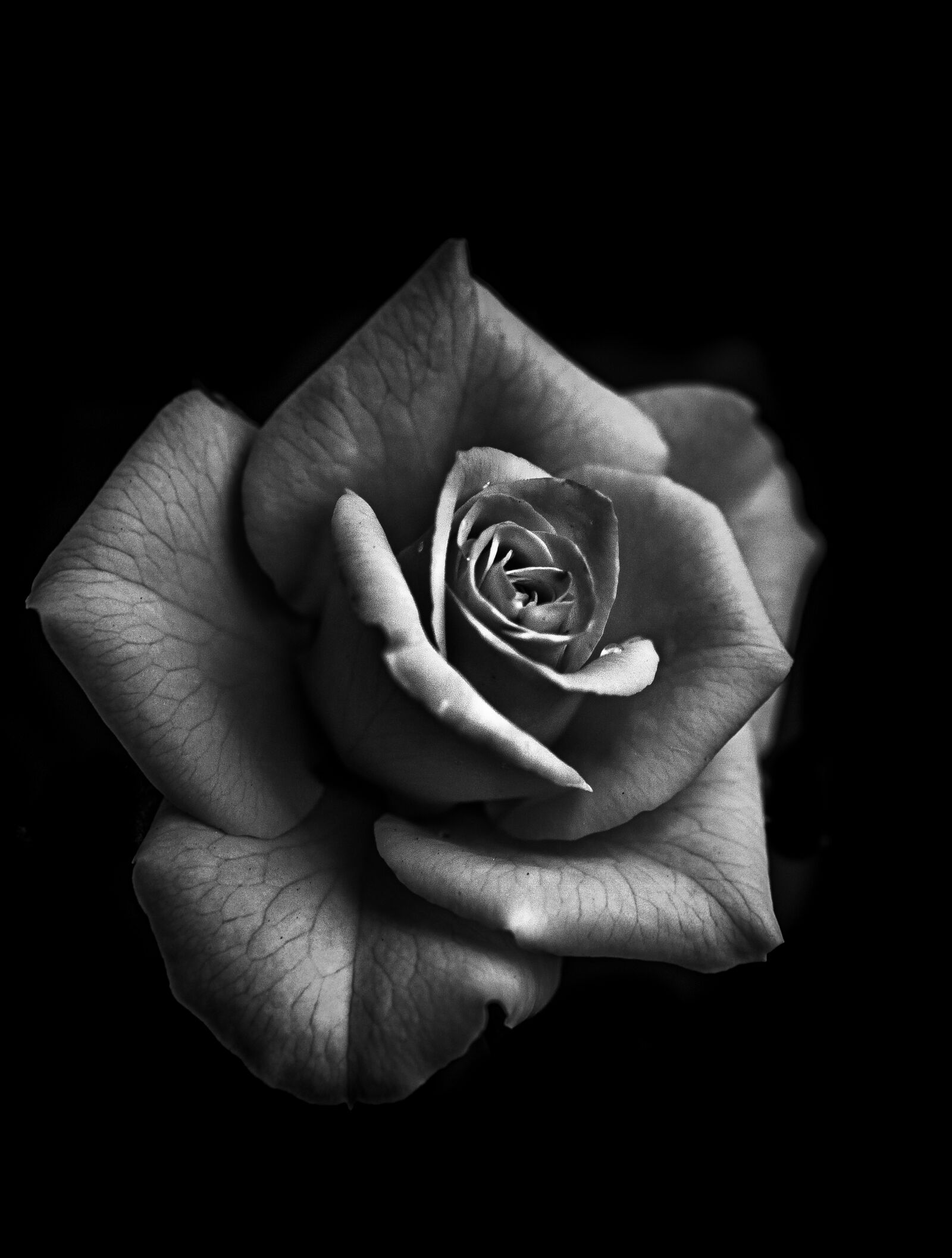 Canon EF 50mm F2.5 Macro sample photo. Rose from the dark photography