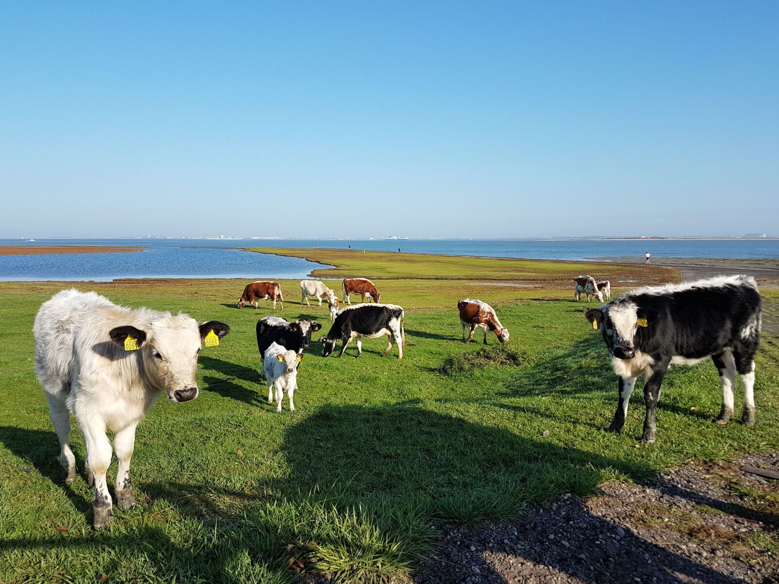 Samsung Galaxy S7 sample photo. Cows, zealand, sea photography