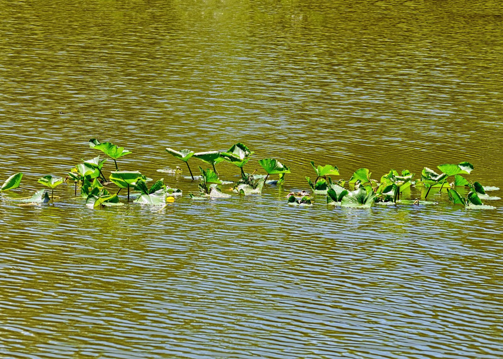 Nikon D3300 sample photo. Lily, water, pond photography