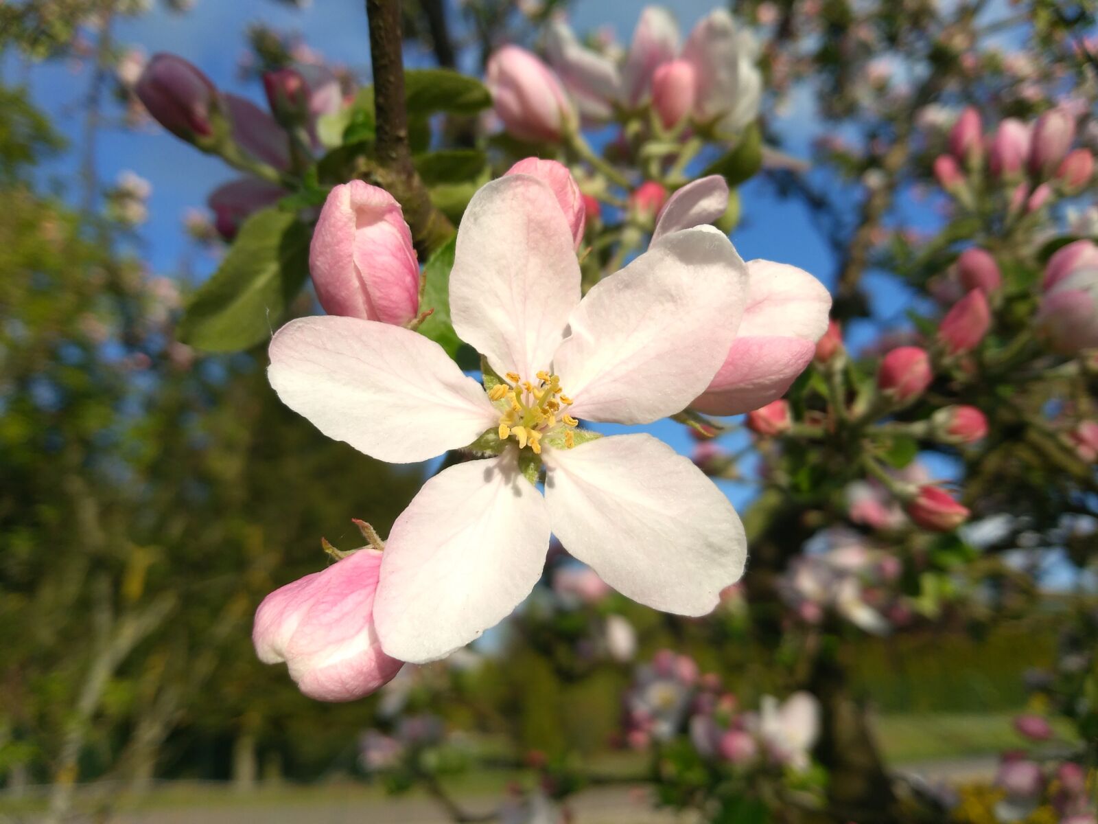 HUAWEI P9 LITE MINI sample photo. Apple flower, pink, the photography