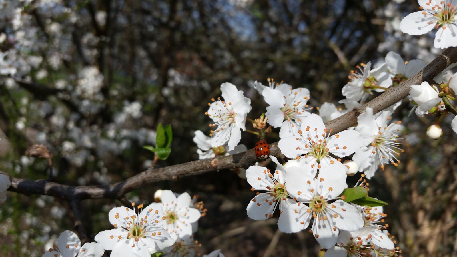 Samsung Galaxy S5 sample photo. Cherry blossoms, blooming, ladybug photography