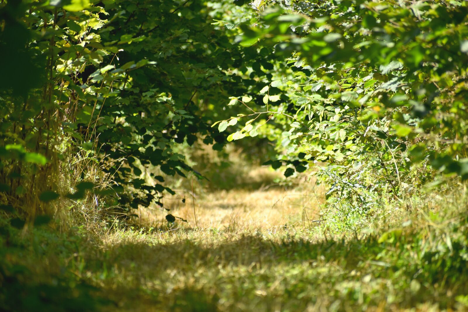 Nikon D5600 sample photo. Undergrowth, clearing, trees photography