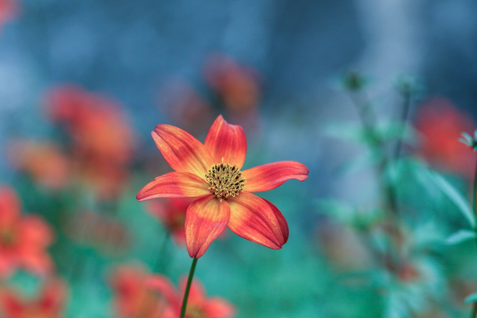 Canon EOS 7D Mark II sample photo. Flower, garden flower, blossom photography