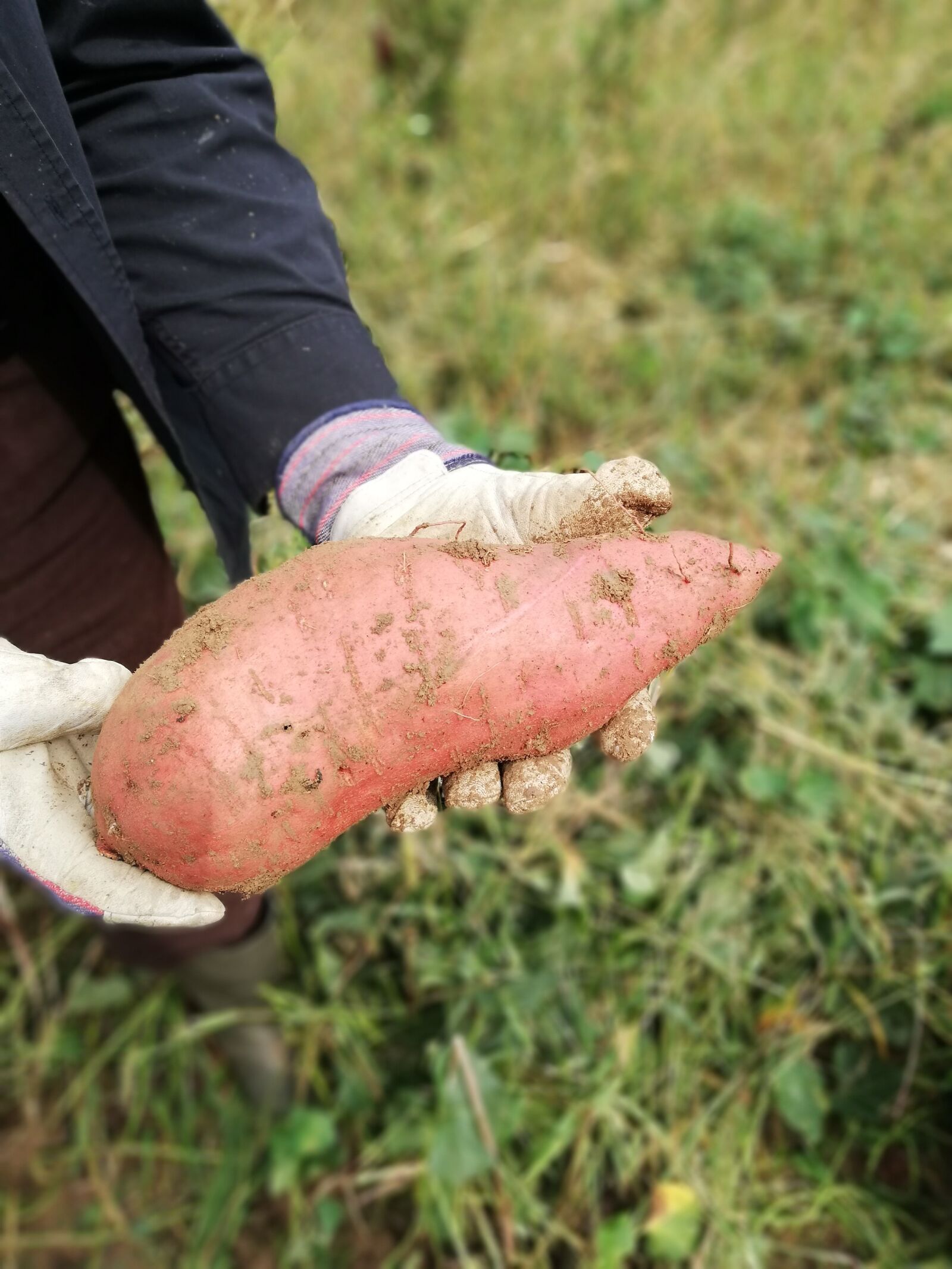 HUAWEI Mate 10 Lite sample photo. Batat, sweet potato, agriculture photography