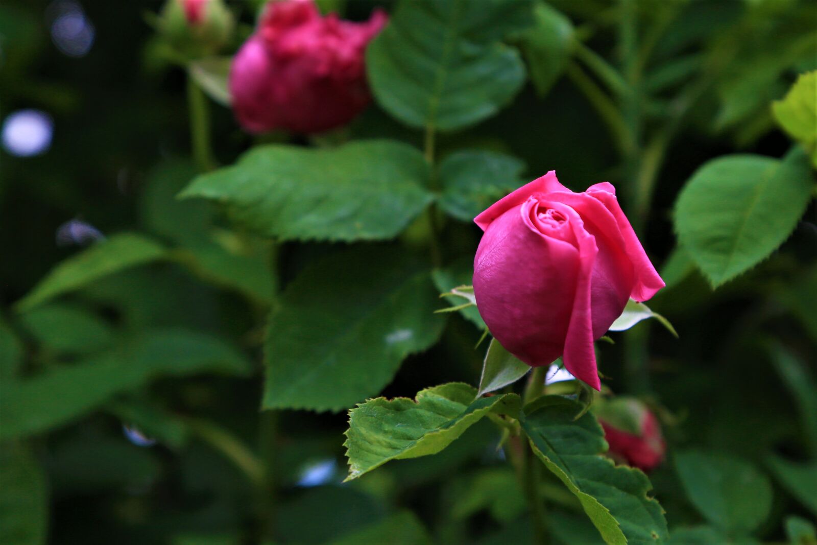 Canon EOS 5D Mark III sample photo. Rose, spring, nature photography